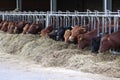 angus cows feeding on hey on a organic farm in germany Royalty Free Stock Photo