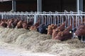 angus cows feeding on hey on a organic farm in germany Royalty Free Stock Photo