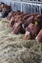 angus cows feeding on hey on a organic farm in germany Royalty Free Stock Photo