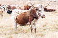Nguni cows Royalty Free Stock Photo