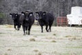 3 ANgus cows w creep feeder Royalty Free Stock Photo