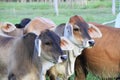 Angus cross brahman cattle