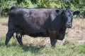 Angus crossbred brood cow broadside