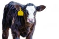 Angus crossbred calf facing forward - isolated Royalty Free Stock Photo