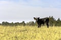 Angus crossbred calf in field of tall grass