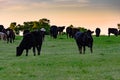 Angus crossbred cattle in pasture at sundown