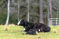 Angus crossbred cow and calf lying down