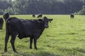 Angus crossbred cow looking back at camera in pasture Royalty Free Stock Photo