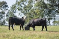 Angus crossbred heifers eating supplement tub Royalty Free Stock Photo