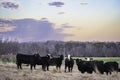 Angus crossbred herd in dormant pasture at dusk Royalty Free Stock Photo