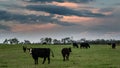 Angus crossbred herd at sunset