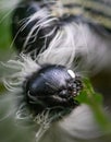 Caterpillar abstract looks like a screaming skull