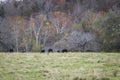 Angus grazing in autumn pasture Royalty Free Stock Photo