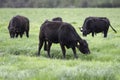 Angus heifer grazing in lush ryegrass Royalty Free Stock Photo