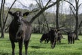 Angus heifer with herd in pecan grove pasture. Royalty Free Stock Photo