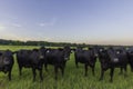 Angus herd irus blur filter Royalty Free Stock Photo