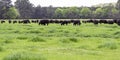 Angus herd in lush ryegrass banner Royalty Free Stock Photo