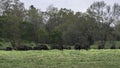 Angus herd in springtime pasture banner