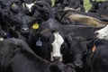 Angus herd tightly packed looking at camera Royalty Free Stock Photo