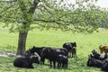 Angus herd under springtime shade tree Royalty Free Stock Photo