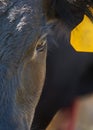 Angus steer closeup Royalty Free Stock Photo