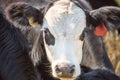 Angus steer closeup