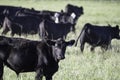 Angus steer with herd walking away Royalty Free Stock Photo