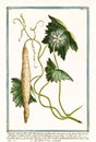 Angvina sinensis Trichosanthes cucumerina