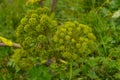 AngÃÂ©lica archangÃÂ©lica family umbellate curative plant green br