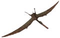 Anhanguera prehistoric bird - 3D render