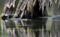 Alligator Under A Cypress Tree
