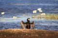 An Australasian Darter bird drying off its wings Royalty Free Stock Photo