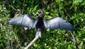 Anhinga also known as snakebird Royalty Free Stock Photo