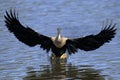 Anhinga, anhinga anhinga Royalty Free Stock Photo