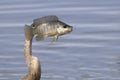 Anhinga, anhinga anhinga