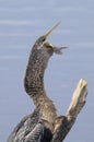 Anhinga, anhinga anhinga Royalty Free Stock Photo