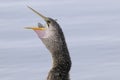 Anhinga, anhinga anhinga Royalty Free Stock Photo