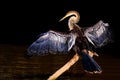 Anhinga, Anhinga Anhinga, also called Snakebird or Darter, Cuiaba River, Pantanal, Mato Grosso do Sul, Brazil Royalty Free Stock Photo