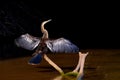 Anhinga, Anhinga Anhinga, also called Snakebird or Darter, Cuiaba River, Pantanal, Mato Grosso do Sul, Brazil Royalty Free Stock Photo