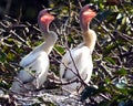 Anhinga (Anhinga anhinga) Royalty Free Stock Photo