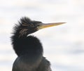 Anhinga, Anhinga anhinga, portrait