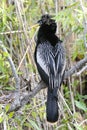 Anhinga, anhinga anhinga, water turkey