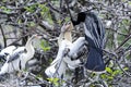 Anhinga, anhinga anhinga, water turkey