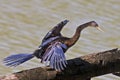 Anhinga, Anhinga anhinga, with wings spread Royalty Free Stock Photo