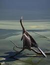 Anhinga in a Surrealistic Landscape