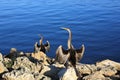 Anhinga,Australia Royalty Free Stock Photo