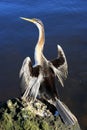 Anhinga,Australia Royalty Free Stock Photo