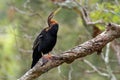 Anhinga australska - Anhinga novaehollandiae - Australasian Darter drying wings Royalty Free Stock Photo