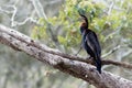 Anhinga australska - Anhinga novaehollandiae - Australasian Darter drying wings Royalty Free Stock Photo