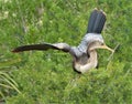 The anhinga belongs to an order of fish-eating waterbirds that includes pelicans, gannets, egrets, ibises and cormo